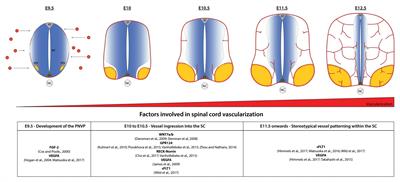 Cellular and Molecular Mechanisms of Spinal Cord Vascularization